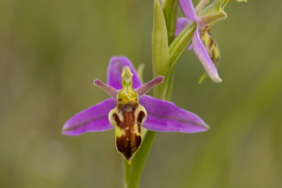 Wasp Orchid, Cleeve Common, June 2024