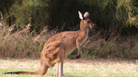 Western Grey Kangaroo