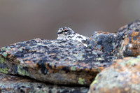 Ptarmigan, Mount Alias, Finland, June 2025