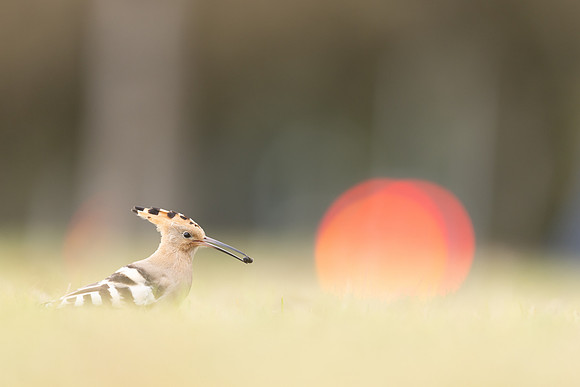 Hoopoe, Swansea, October 2024