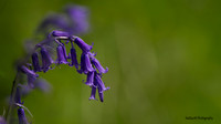 Bluebell.