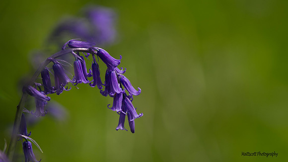 Bluebell.
