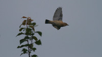 Whinchat, Aust Warth, September 2014