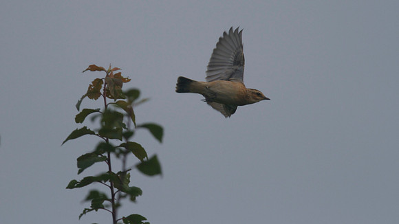 Whinchat, Aust Warth, September 2014