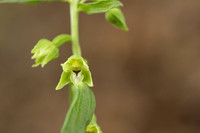 Narrow-lipped Helleborine, Cotswolds, July 2024