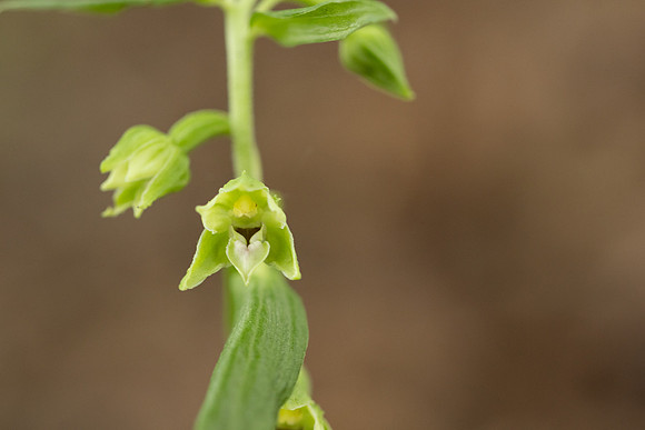 Narrow-lipped Helleborine, Cotswolds, July 2024