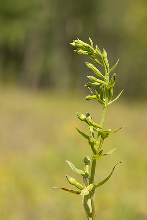 Green-flowered Helleborine, Cotswolds, July 2024
