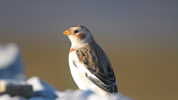 Snow Bunting, Axe Estuary, December 2014