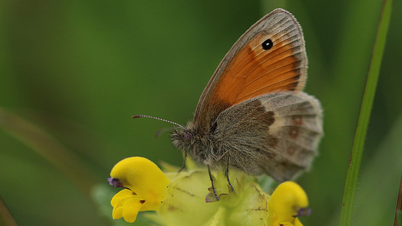 Small Heath, Daneway Banks, June 2016