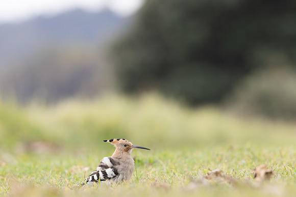 Hoopoe, Swansea, October 2024