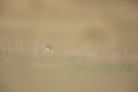 Dotterel, Cleeve Common, September 2022