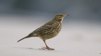 Rock Pipit, Skinningrove, November 2016