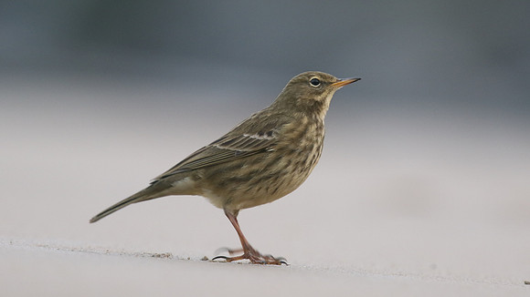 Rock Pipit, Skinningrove, November 2016