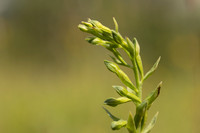Green-flowered Helleborine, Cotswolds, July 2024