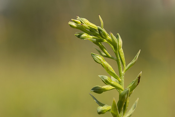 Green-flowered Helleborine, Cotswolds, July 2024