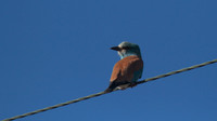 Roller, Larnaca Sewage works 2014