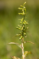 Green-flowered Helleborine, Cotswolds, July 2024