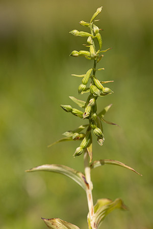 Green-flowered Helleborine, Cotswolds, July 2024