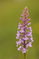 Chalk Fragrant-orchid, Rudge Hill, June 2024