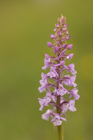 Chalk Fragrant-orchid, Rudge Hill, June 2024