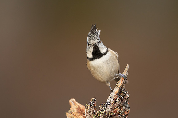 Crested Tit, Loch Morclich, February 2023