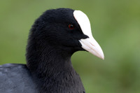 Coot, Slimbridge, September 2023