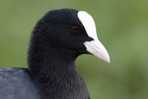 Coot, Slimbridge, September 2023