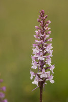 Chalk Fragrant-orchid, Rodbrough Common, June 2024