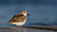 Little Stint, Cheddar Reservoir, September 2014