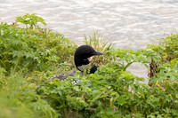 Great-northern Diver, River Sog, Iceland, June 2022