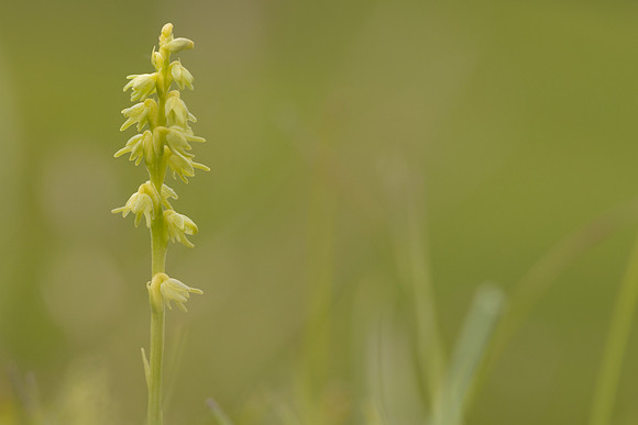 Musk Orchid, Cleeve common, June 2024