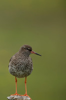 Common Redshank, Floi, Iceland, June 2022
