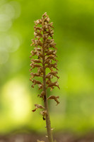 Bird's Nest Orchid, Gloucestershire, June 2024