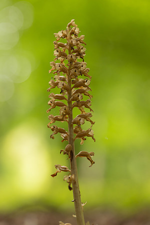Bird's Nest Orchid, Gloucestershire, June 2024