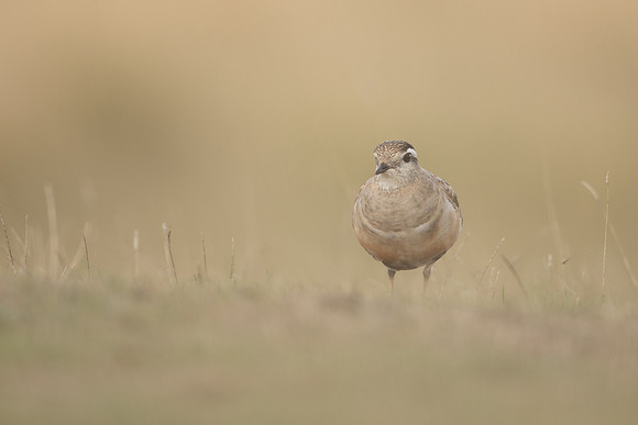 Dotterel, Cleeve Common, September 2022