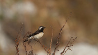 Cyprus Wheatear, Cape Greco 2014
