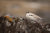 Ptarmigan, Raufarhofn, Iceland, June 2022