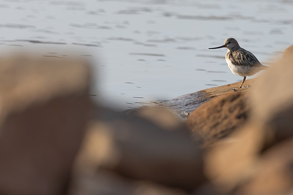 Terek Sandpiper, Oulu, Finland, June 2025