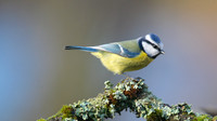 Blue Tit, Forest of Dean, January 2015