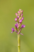 Chalk Fragrant Orchid, Parkgate Down, May 2024