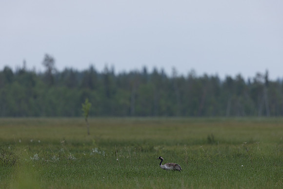 Common Crane, Tapionniemi, Finland, June 2023.