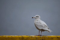 Glaucous Gull