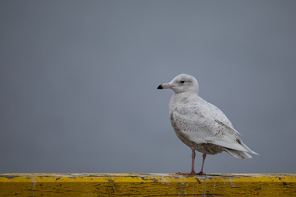 Glaucous Gull, Raufarhofn, Iceland, June 2022.