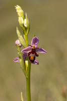 Fly x. Bee Orchid, Selsey Common, May 2024.