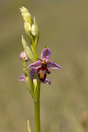 Fly x. Bee Orchid, Selsey Common, May 2024.