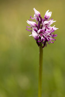 Monkey Orchid, Kent, May 2024