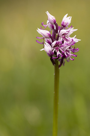 Monkey Orchid, Kent, May 2024