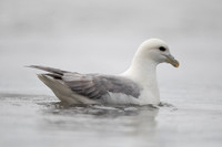 Fulmar, Iceland, June 2022