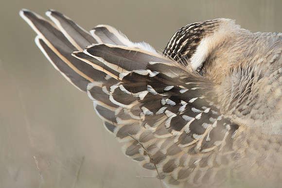 Dotterel, Cleeve Common, September 2022