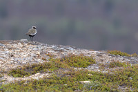 Northern Golden Plover, Áilegas fell, Finland, June 2025